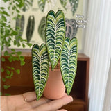 Indoor Tropical Plants Handmade Embroidery Green Plant Potted Plants